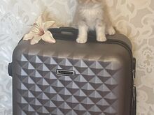 Котята экзотической породы