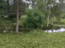 Rauli talu