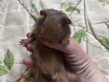 Isane merisiga