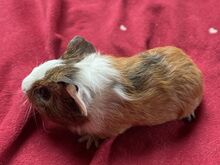 Merisiga