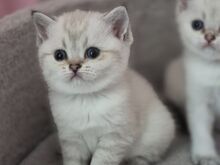 Британские котята