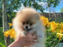 Pomeraniani kutsikas
