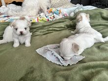 Maltese kutsikad