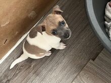 2 alles!! Jackrussle kutsikad..võtke minuga ühendu