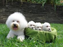 Bichon frise