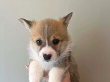 Welsh Corgi Pembroke