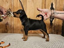 Kääbuspinser, Zwergpinscher, Miniature Pincher