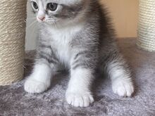 Scottish Fold/Straight kassipojad