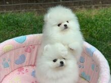 Pomeranian puppies are available