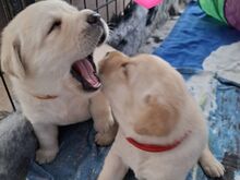 Labrador-retriiveri kutsikad
