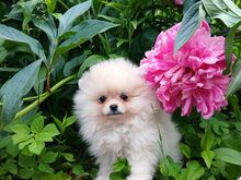 Pomeranian kutsikad