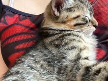 Котёнок