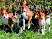Basenji kutsikad