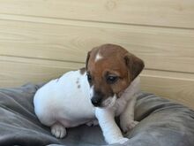 Jack Russelli tüdruk, Riia