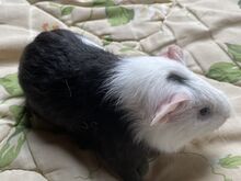 Merisiga