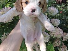 Cavalier King Charles spanjeli kutsikad
