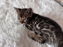 Бенгальские котята
