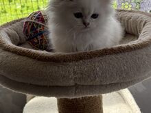 Шотландские прямоухие котята