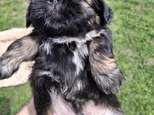 Isane Shih Tzu