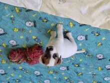 Jack Russell terjer