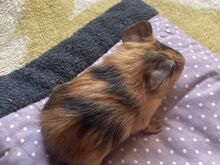 Merisiga
