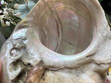 Suur ehtne Turbo marmoratus pärlmutterkarp – 15–17