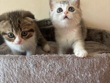 Scottish Fold/Straight kassipojad