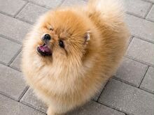 Pomeranian Spits