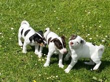 JACK RUSSELL