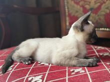 Тайские котята