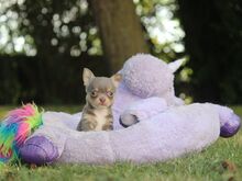 Chihuahua kutsikad