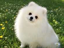 Померанский щенок