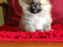 Pomeranian kutsikad