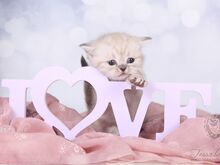 Британский короткошерстный котенок Девочка ❤️