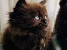 Väga ilus Britti  kassipoeg