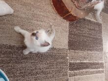 Ragdoll kassipojad saadaval
