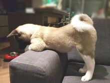 Akita kutsikad