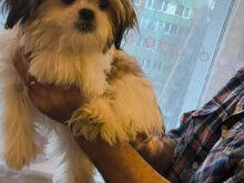 Shih tzu kutsikad