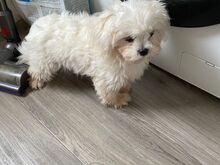 Maltese puppies