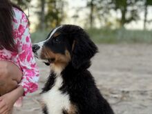Berni alpi karjakoera kutsikad