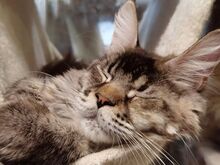Maine Coon, emane