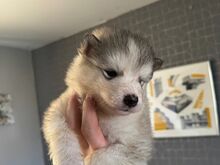 Alaska malamuut