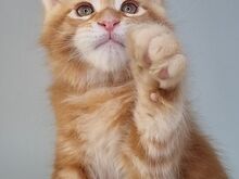 Maine Coon kassipojad, isased