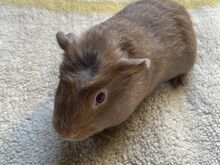 Merisiga