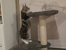 Норвежская лесная кошка