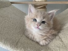 MAINE COON KASSIPOJAD