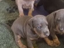 Dobermanni kutsikad