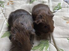 Isane merisiga