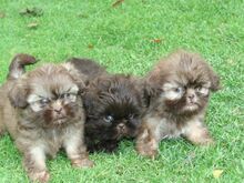 Shih Tzu kutsikad