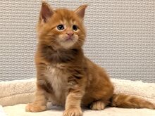 Maine Coon'i kassipojad